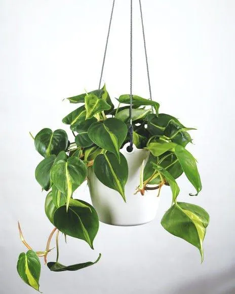 Are Ivy Plants Good Indoor Houseplants? Benefits and Care of Keeping Ivy Indoors image 4