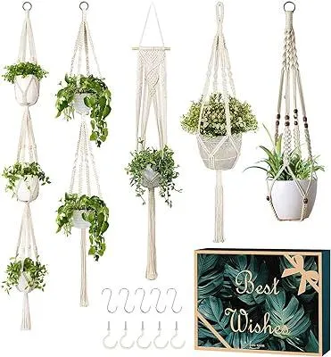 Top 5 Hanging Plant Types for Indoor and Outdoor Decor image 2