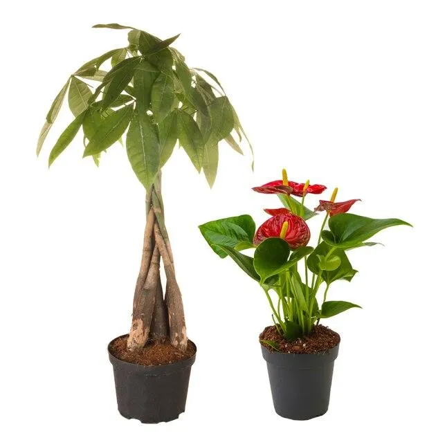 Anthurium vs Alocasia: Differences Between these Two Popular Houseplants image 2