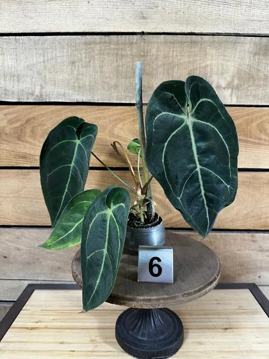Anthurium vs Alocasia: Differences Between these Two Popular Houseplants image 3