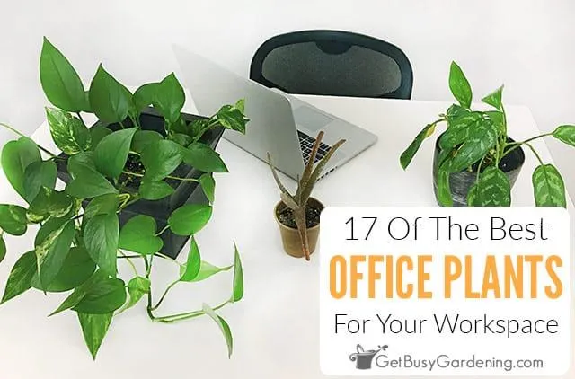 How to Properly Hang Office Plants for a Greener, More Productive Workspace photo 2