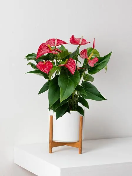 How to Care for Anthurium Plants with Velvet Leaves | Best Tips to Keep Your Velvet Anthurium Healthy photo 2