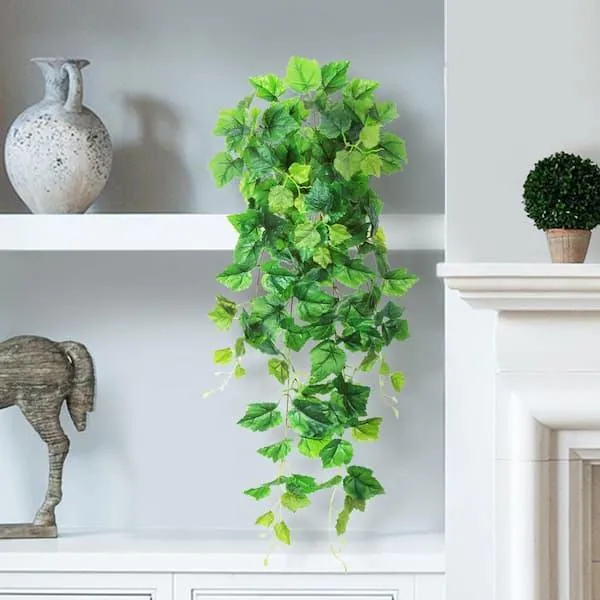 How to Hang Ivy Plants Indoors for a Living Wall or Display image 2