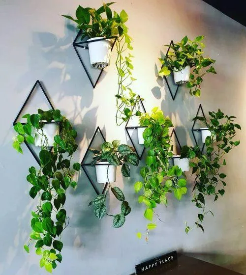 How to Hang Ivy Plants Indoors for a Living Wall or Display image 3