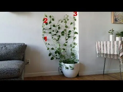 How to Hang Ivy Plants Indoors for a Living Wall or Display image 4