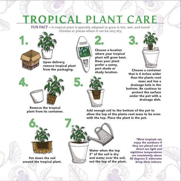 The 10 Best Indoor Tree Plants For Your Home With Care Tips image 2