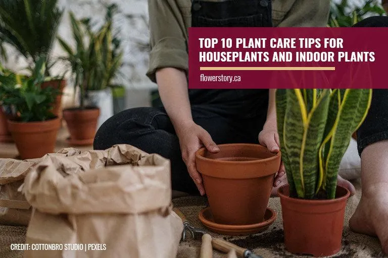 The 10 Best Indoor Tree Plants For Your Home With Care Tips image 3