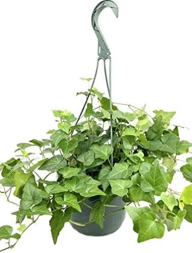 How to Grow Hanging Ivy Plants Indoors for a Beautiful Green Decor photo 3