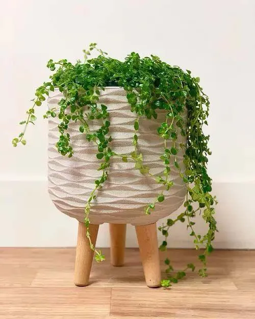 How to Grow Hanging Ivy Plants Indoors for a Beautiful Green Decor photo 4