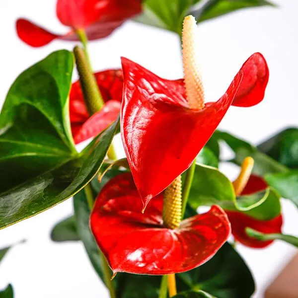 Is Anthurium Plant Toxic to Cats? A Guide to Anthurium Safety for Felines photo 3