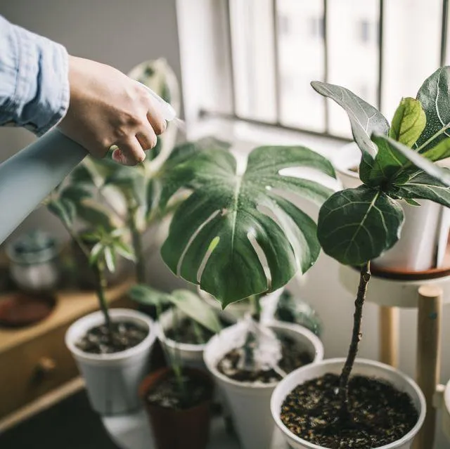 How to Hang Indoor Vines for a lush home decor on a budget image 2