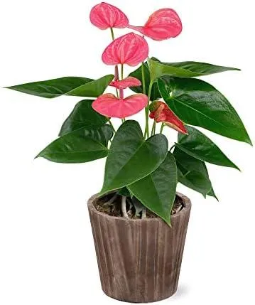 Anthurium Plant Safe for Cats: Everything You Need to Know about Keeping Anthurium Plants with Your Feline Friend image 2