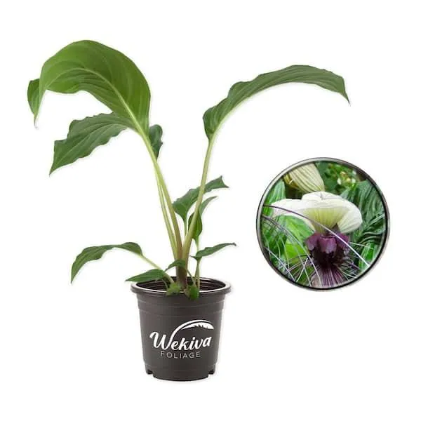 Anthurium Plant Safe for Cats: Everything You Need to Know about Keeping Anthurium Plants with Your Feline Friend image 4
