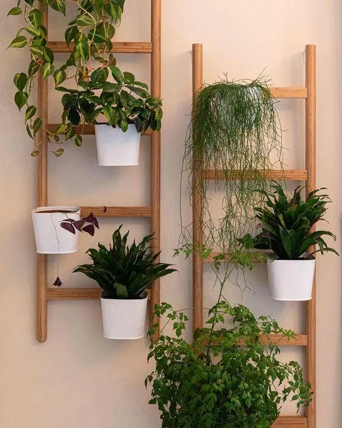 How to Hang Your House Plants: Tips for Displaying Hanging Plants Indoors image 4