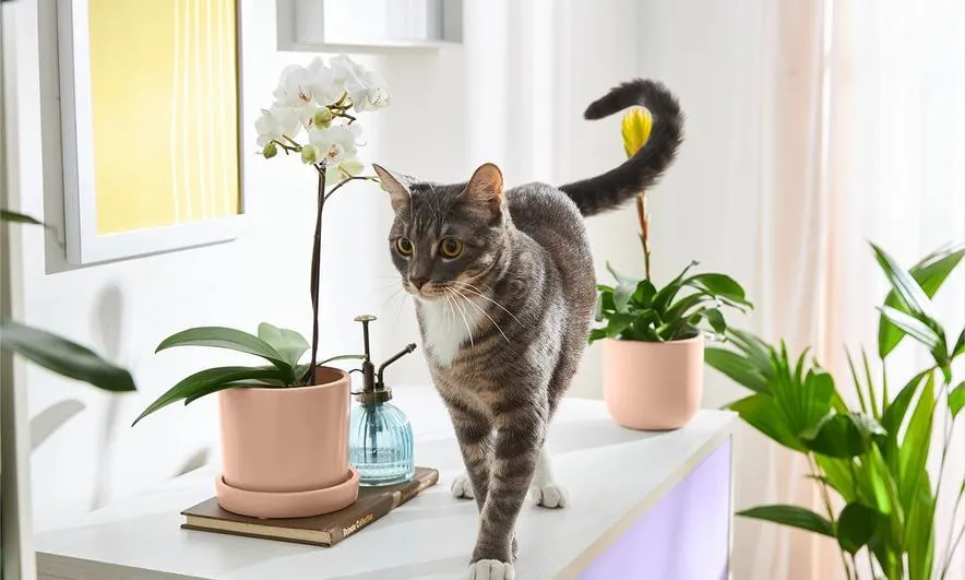 Are Anthurium Plants Pet Friendly? Everything You Need to Know About Anthuriums Around Cats and Dogs photo 2