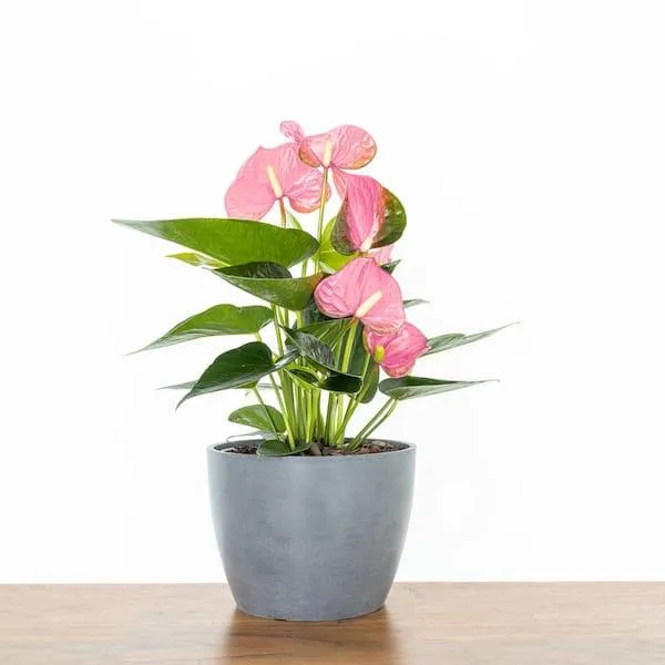 Are Anthurium Plants Pet Friendly? Everything You Need to Know About Anthuriums Around Cats and Dogs photo 3