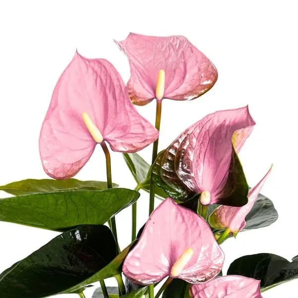 Are Anthurium Plants Pet Friendly? Everything You Need to Know About Anthuriums Around Cats and Dogs photo 4