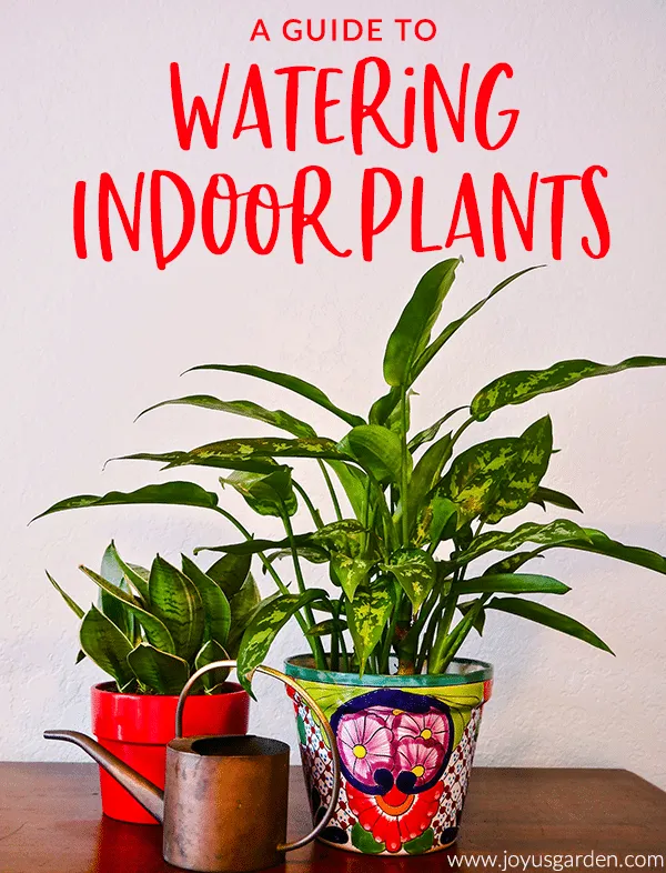 How To Care For Hanging House Plants: Watering, Light and Types of Hanging Plants photo 2