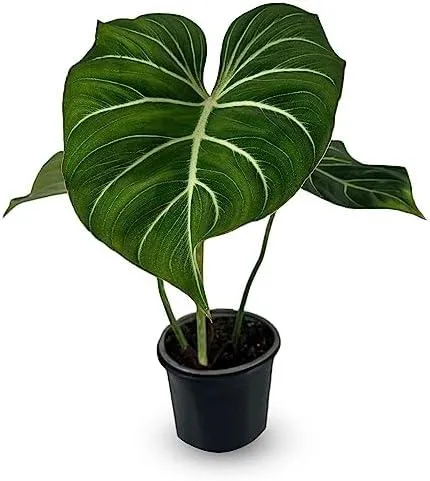 Anthurium Gloriosum vs Philodendron Gloriosum: Differences Between these Two Popular Houseplants image 2
