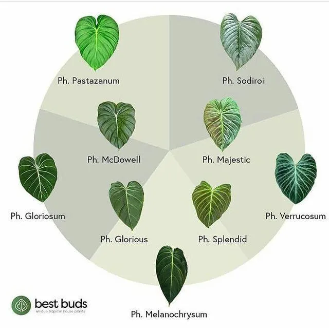 Anthurium Gloriosum vs Philodendron Gloriosum: Differences Between these Two Popular Houseplants image 3