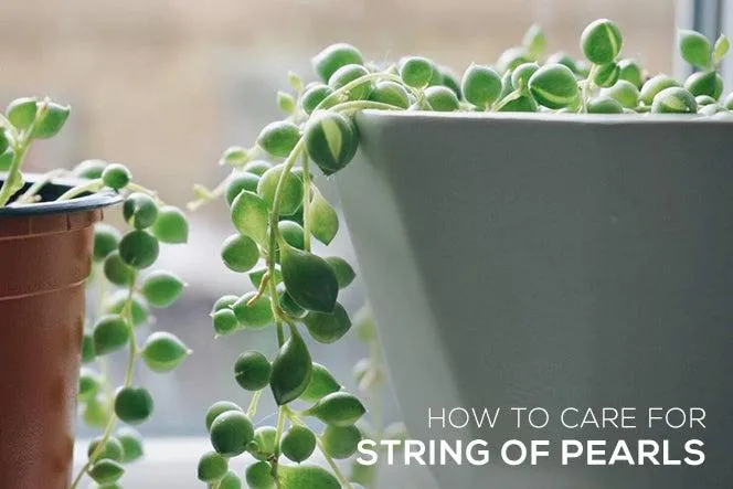 How to Care for Hanging Foliage Plants: Watering, Light, and Maintenance Tips photo 4