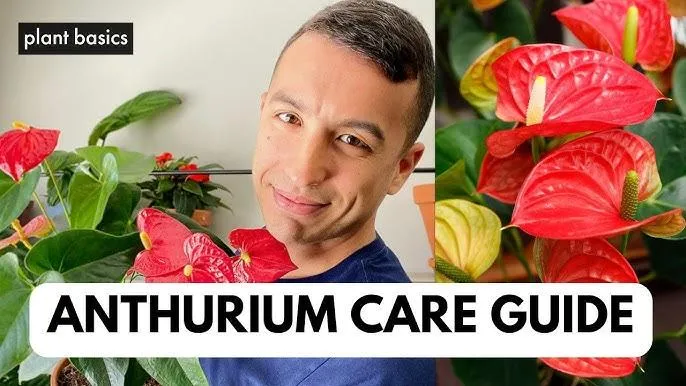 How to Care for Flamingo Flower (Anthurium gloriosum) – The Complete Guide photo 2