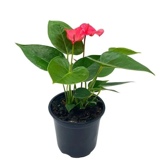 How to Care for Flamingo Flower (Anthurium gloriosum) – The Complete Guide photo 4