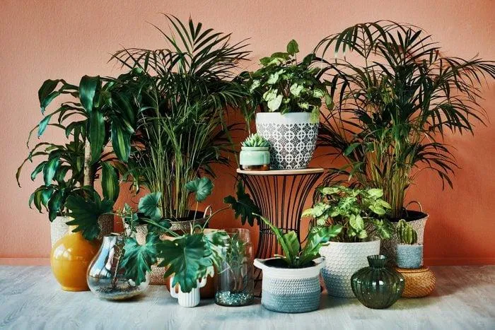 How to Grow Indoor Wall Plants for a Greener Home photo 2