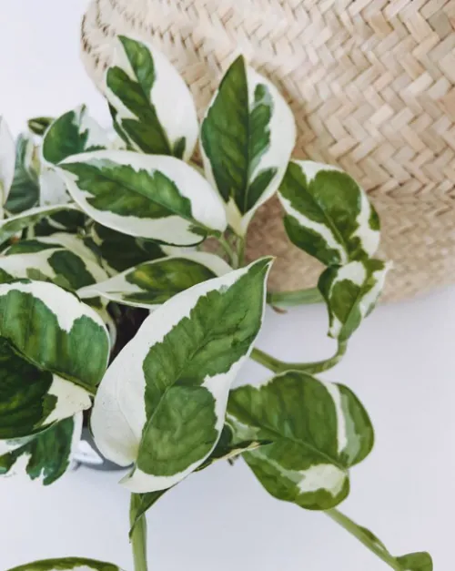 Variegated Plants: Care for Green and White Variegated Foliage image 2