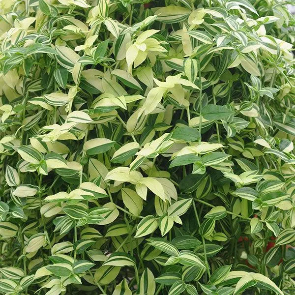 Variegated Plants: Care for Green and White Variegated Foliage image 3