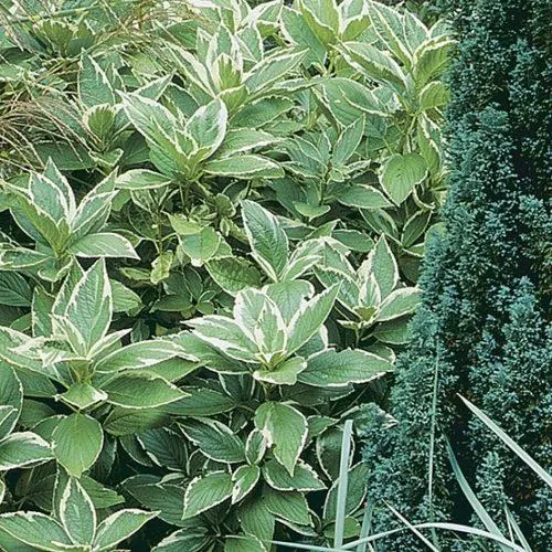 Variegated Plants: Care for Green and White Variegated Foliage image 4