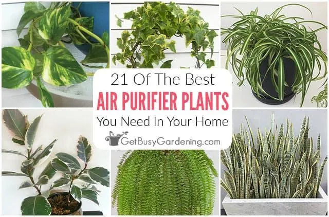 Best Indoor Plants That Are Easy to Grow – Top Houseplants for Any Home image 0