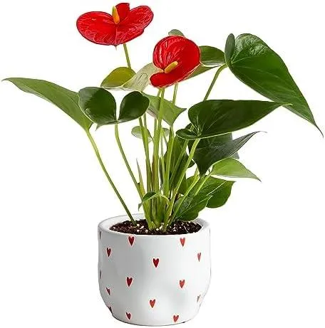 Learn How to Care for Anthurium Dogs, the Unusual Flowering Houseplant photo 2