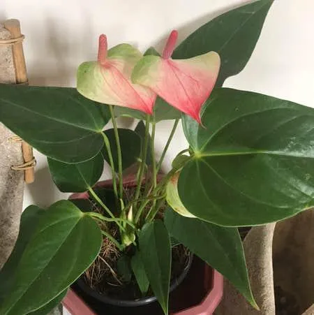 Learn How to Care for Anthurium Dogs, the Unusual Flowering Houseplant photo 3