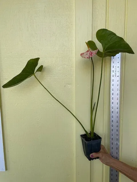 Learn How to Care for Anthurium Dogs, the Unusual Flowering Houseplant photo 4