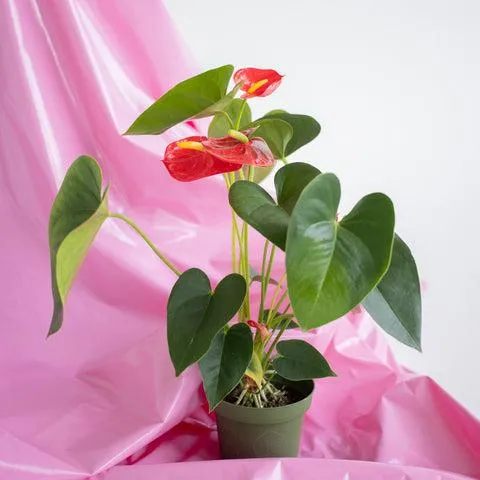 How to Care for Anthurium Cat Plants: A Beginner’s Guide to Anthurium Cat Care and Maintenance photo 4
