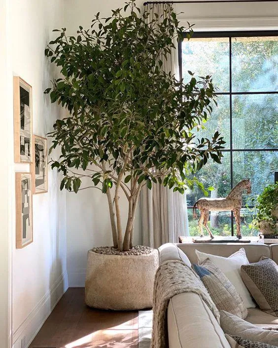 Best Trees to Grow Indoors – Which Indoor Trees Thrive Inside Your Home photo 2