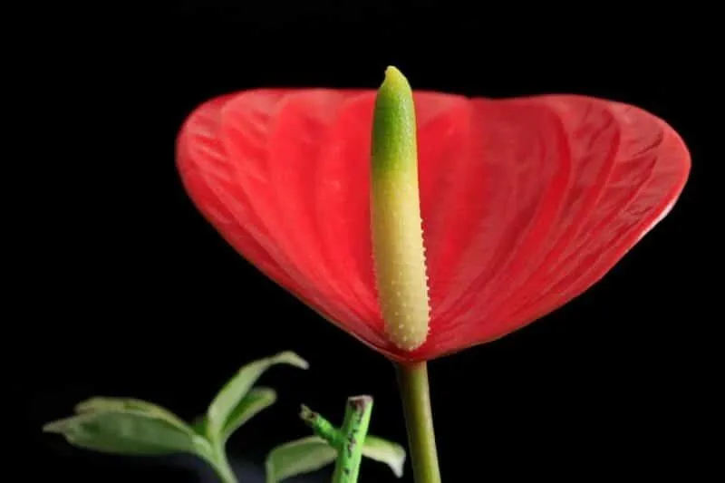 Is Anthurium Poisonous to Cats? The Truth About Anthurium Safety for Felines photo 2