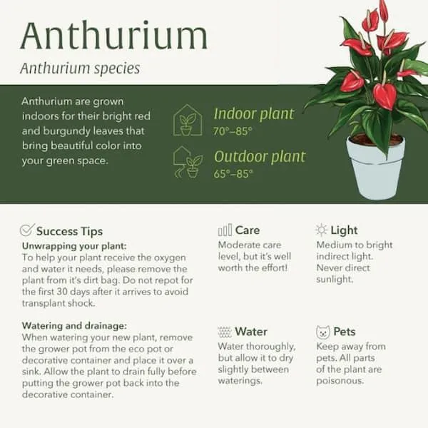 Is Anthurium Poisonous to Cats? The Truth About Anthurium Safety for Felines photo 4