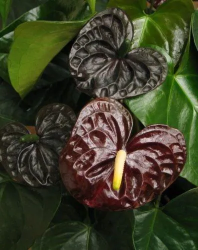 Beautiful Black Anthurium Care Guide: Growing Anthurium Black Velvet Flowers image 2