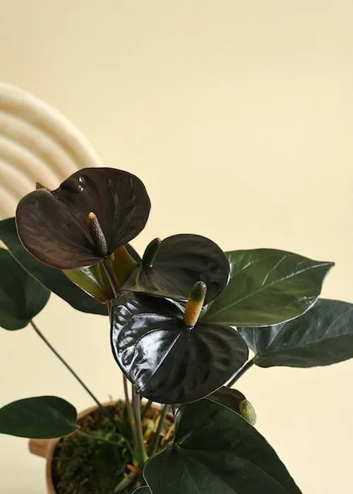 Beautiful Black Anthurium Care Guide: Growing Anthurium Black Velvet Flowers image 3