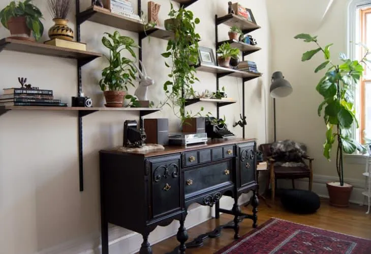 Top 10 Best Indoor Tree Plants for Small Spaces and Apartments photo 4