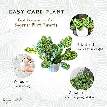 Best Indoor Plants for Beginners – Easy to Care for Houseplants image 4