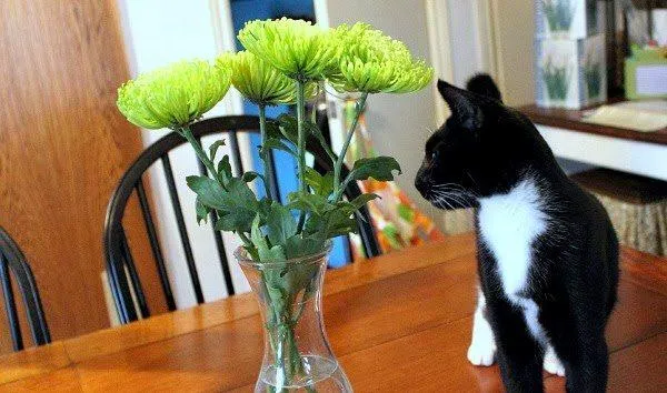 How to Keep Your Cats Away from Your Anthurium Plants photo 3