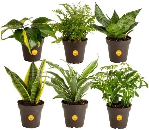 The Best Indoor Houseplants for Any Room – Top House Trees for Decor and Air Purification photo 4