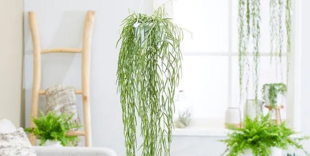 Best Indoor Hanging Plants to Bring Nature Inside Your Home image 2