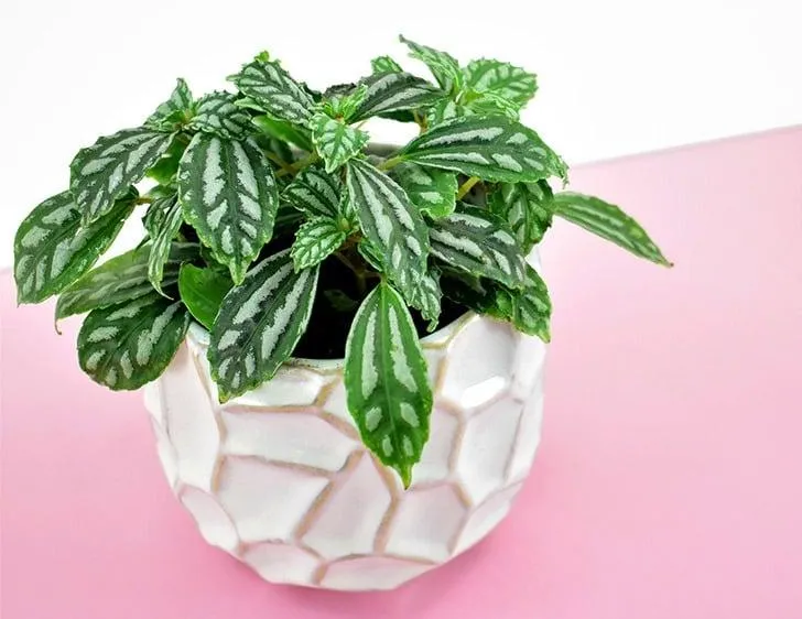 Aluminum Plant – Why This Common Houseplant Is Toxic to Cats image 2
