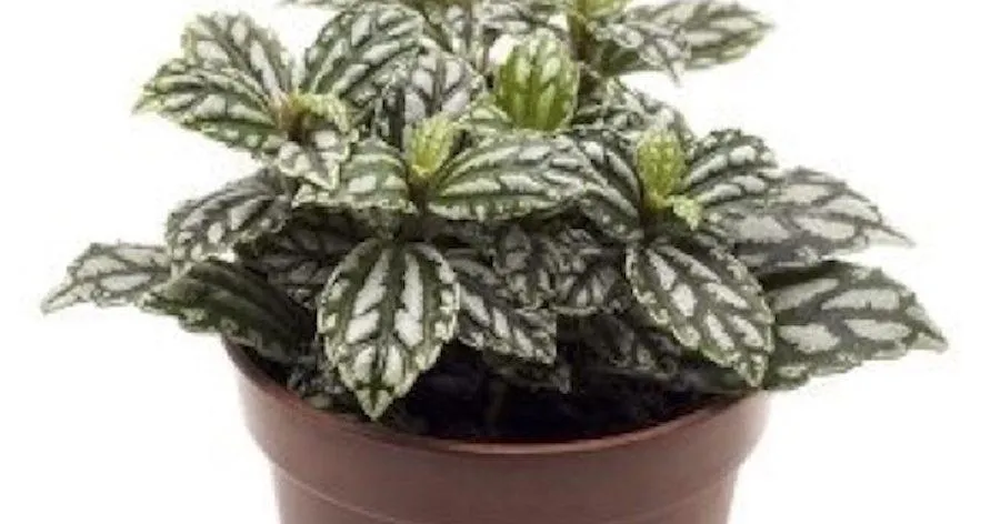 Aluminum Plant – Why This Common Houseplant Is Toxic to Cats image 4