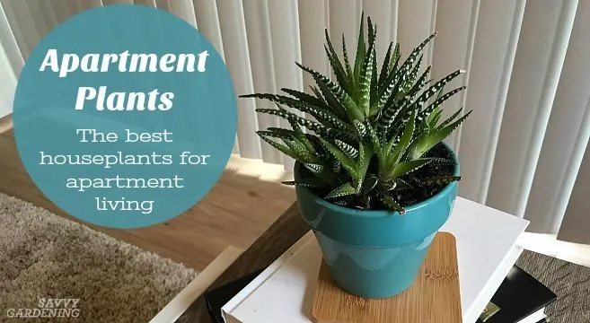 Best House Plants For Beginners – Easy to Care For Indoor Plant Options photo 3