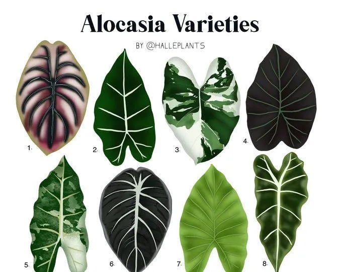 The Difference Between Alocasia and Philodendron Plants – A Guide to Care for Alocasia vs Philodendron image 3